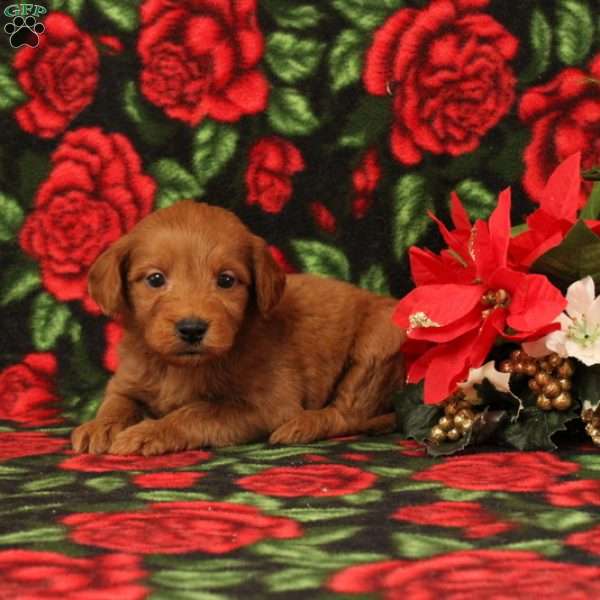 Chestnut, Mini Goldendoodle Puppy